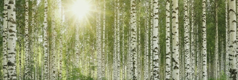 pelkka-koivikko-laaja