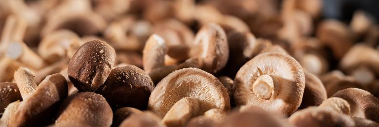 shiitake_web_1